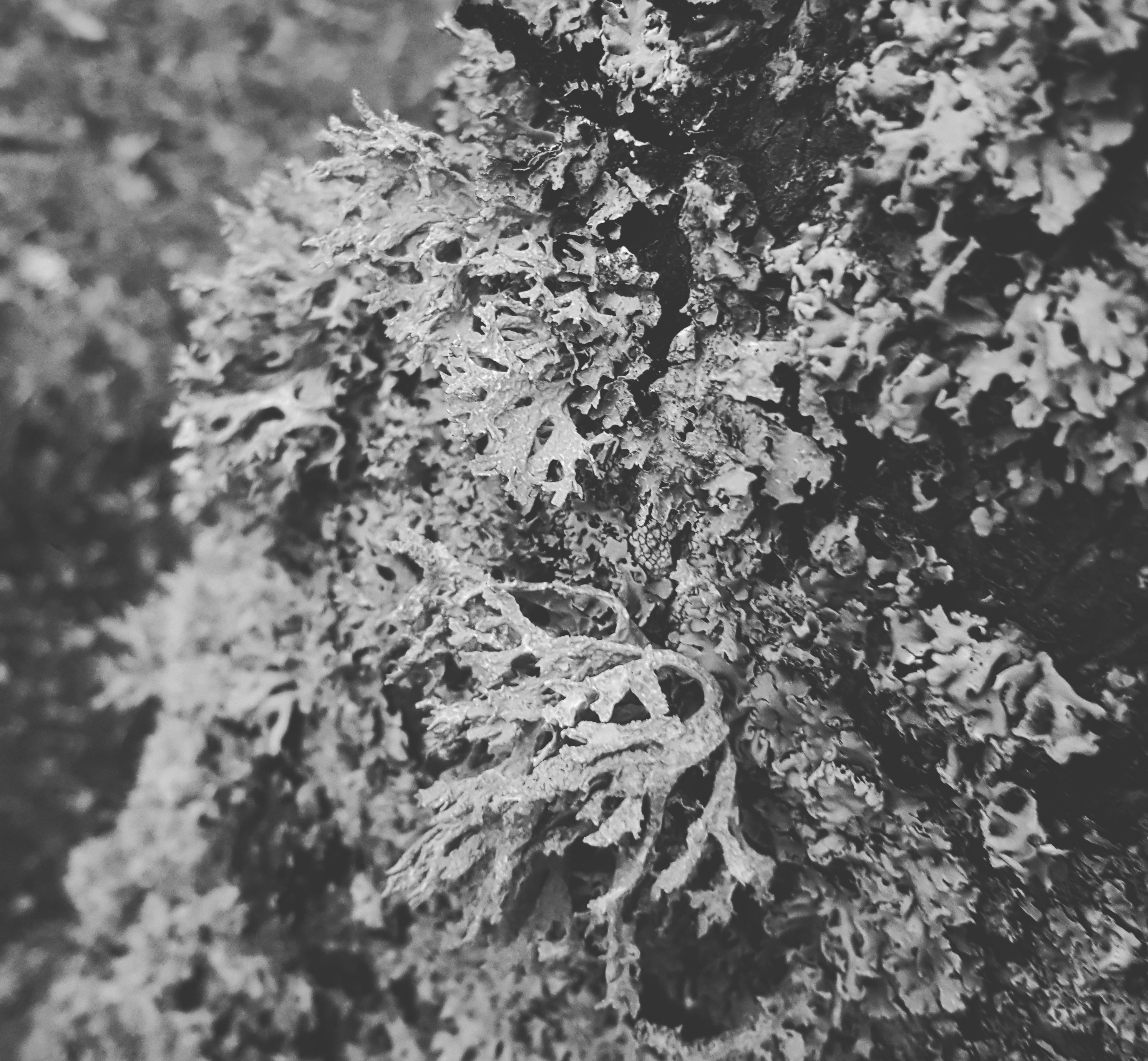 Radomska - short lichen