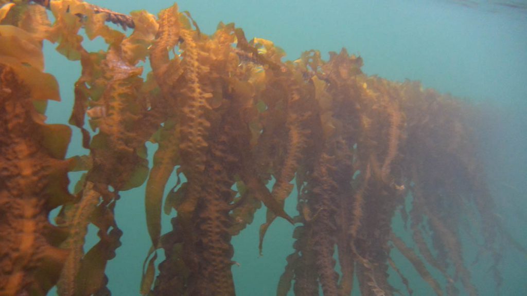 Sugar kelp farmed at sea