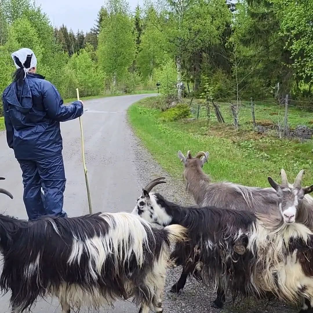 The Posthumanities Hub Webinar: Jennie Tiderman-Österberg, Cow Chorus Chronicles